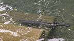 New Zealand giant longfin eels