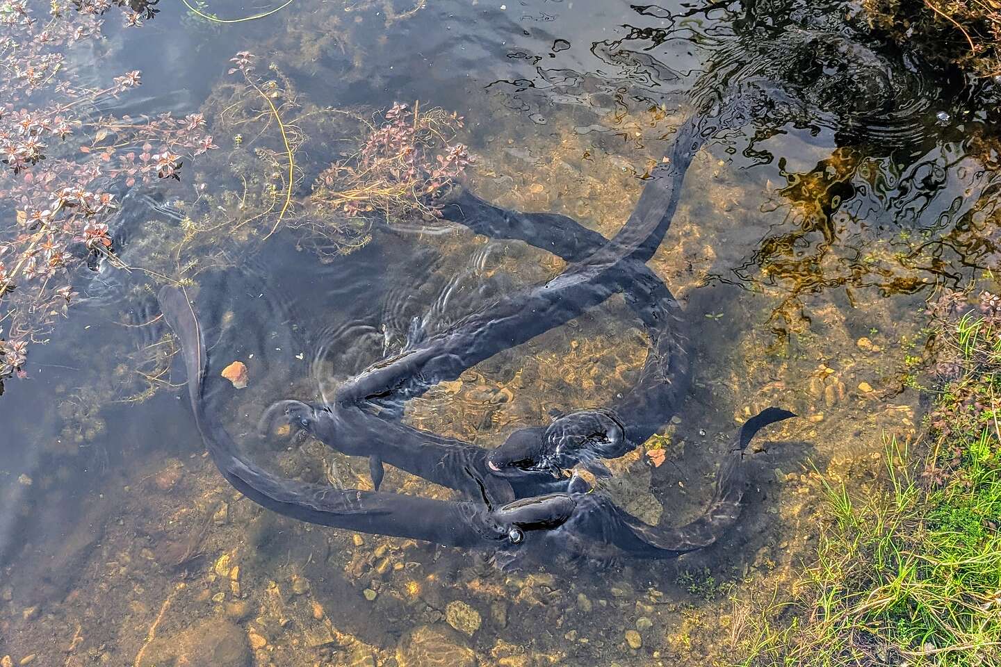 Giant longfin eel Giant longfin eel