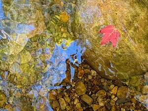 I found a red leaf!