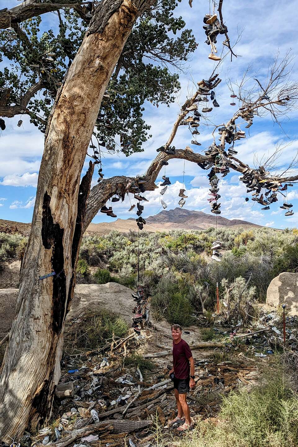 The Shoe Tree The Shoe Tree