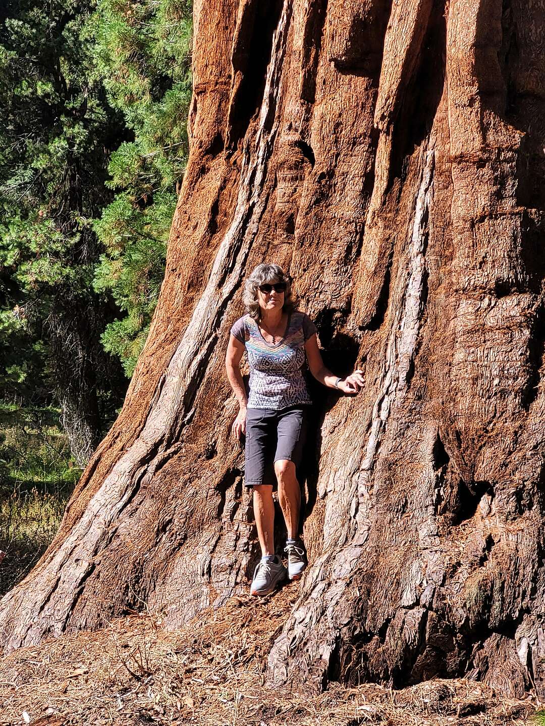 These trees are huge These trees are huge