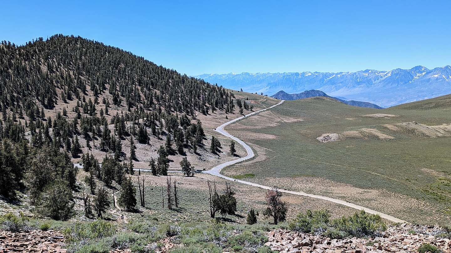 Bristlecone forest on dolomite soil hill