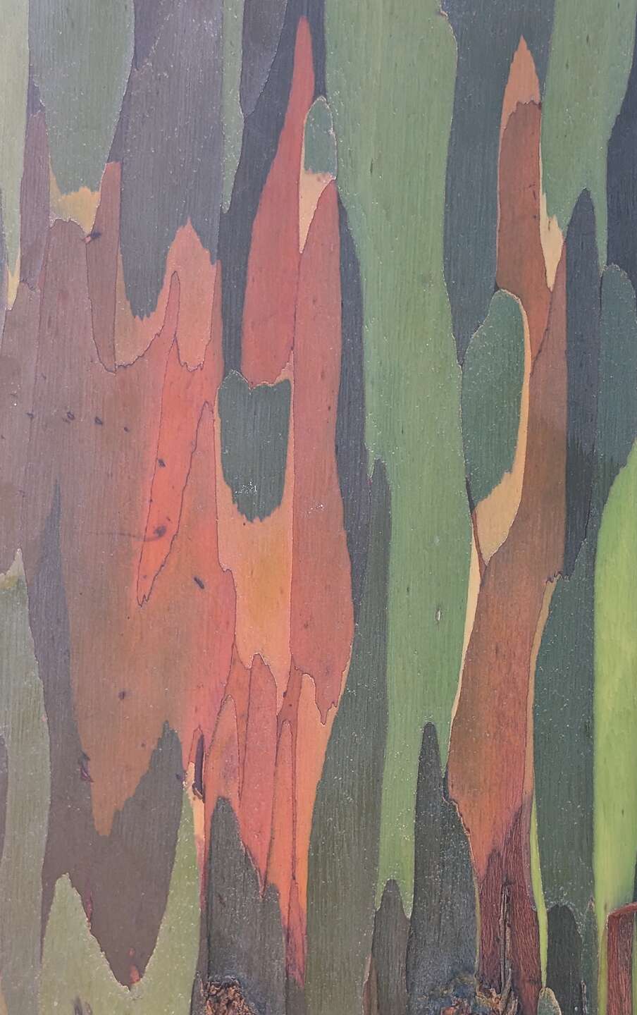 Rainbow Eucalyptus Rainbow Eucalyptus
