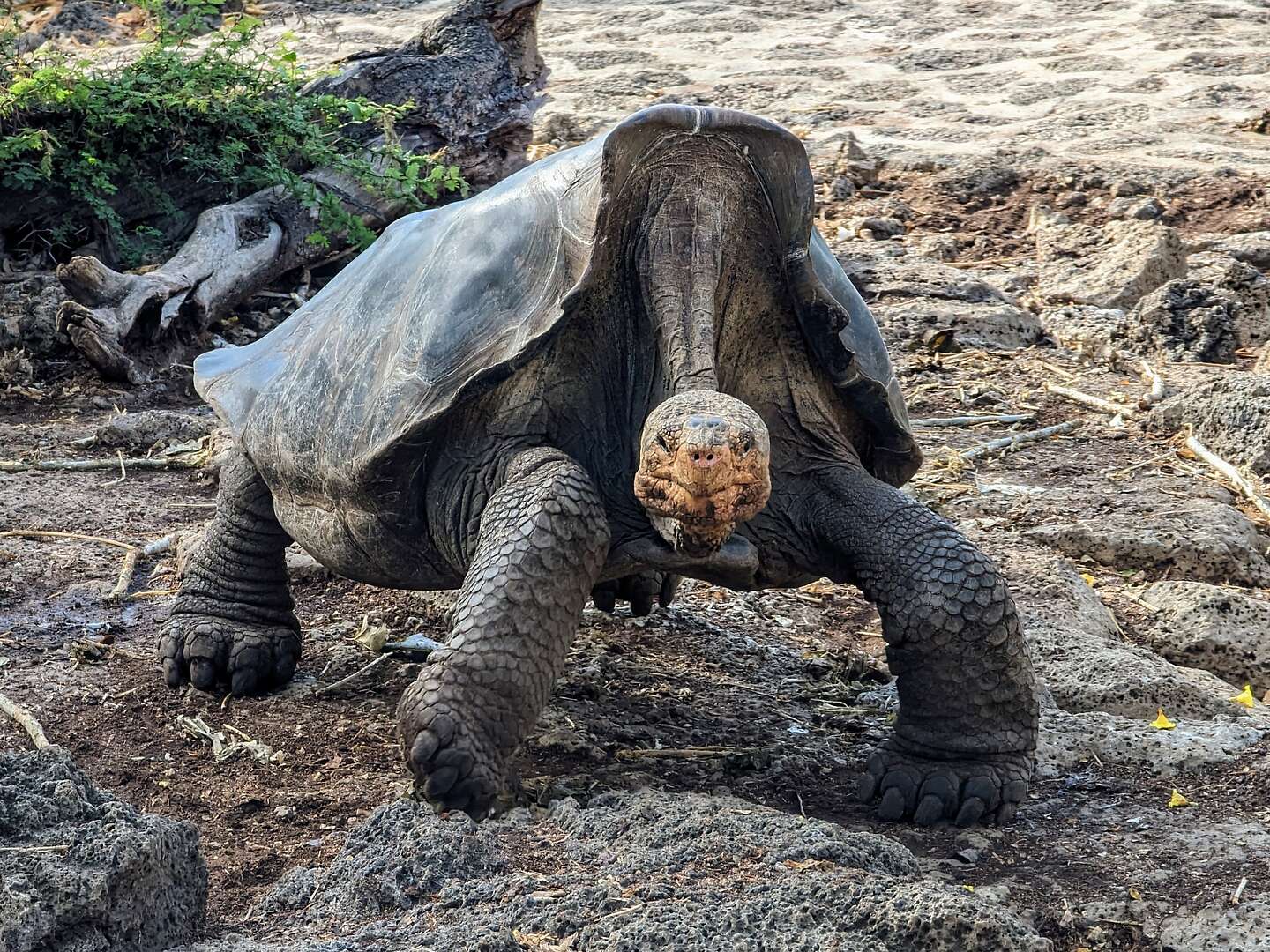 Giant Saddleback Tortoise